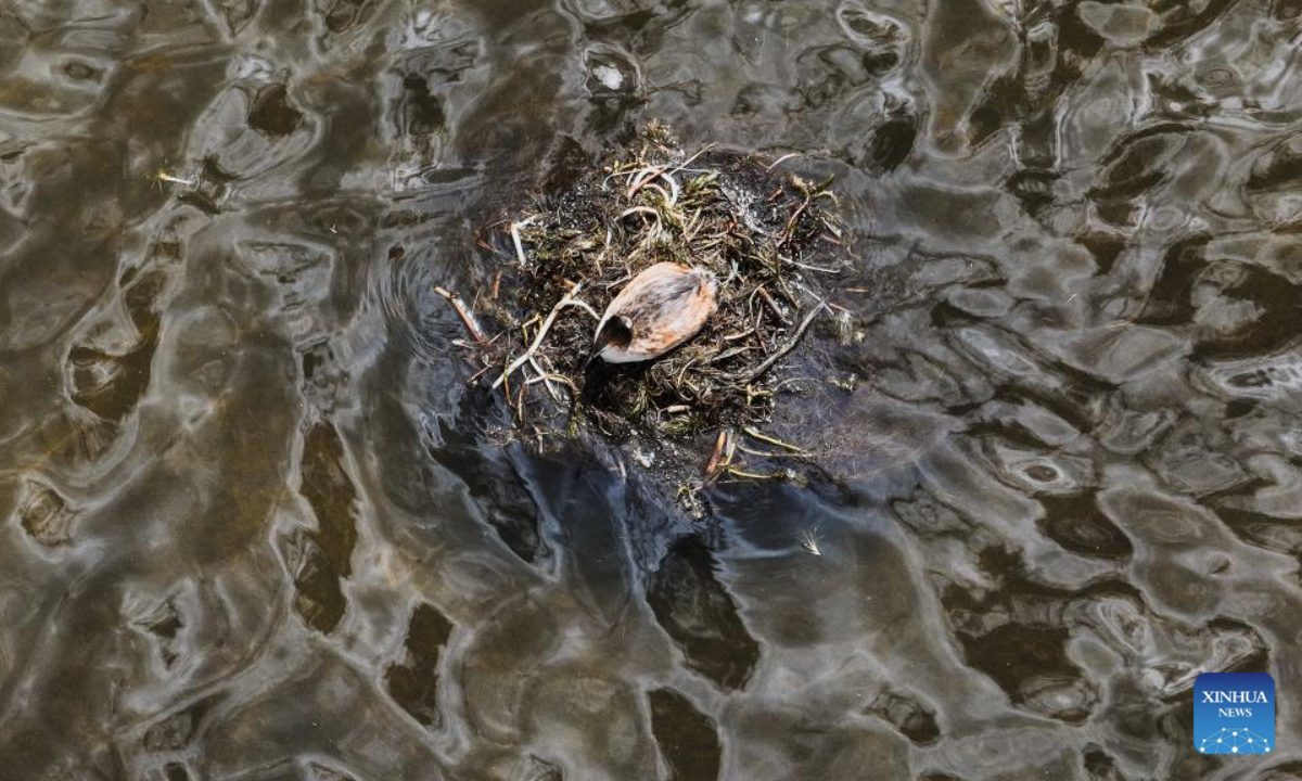 An aerial drone photo taken on June 4, 2025 shows a grebe at Qinghai Longbao National Nature Reserve, Yushu City of Yushu Tibetan Autonomous Prefecture, northwest China's Qinghai Province.
With lush water and pastures, Qinghai Longbao National Nature Reserve is a key station and breeding ground for migratory birds.
According to monitoring data of May this year, 37 species of birds including bar-headed geese and black necked cranes inhabited here. (Photo by Du Xiaowei/Xinhua)