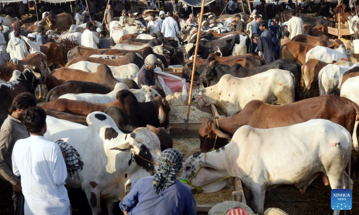 People visit a livestock market ahead of the Eid al-Adha in northwest Pakistan's Peshawar on June 5, 2025. (Str/Xinhua)