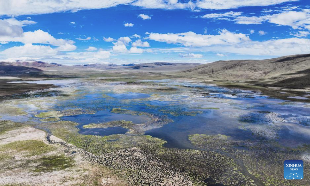 An aerial drone photo taken on June 4, 2025 shows bar-headed geese at Qinghai Longbao National Nature Reserve, Yushu City of Yushu Tibetan Autonomous Prefecture, northwest China's Qinghai Province.
With lush water and pastures, Qinghai Longbao National Nature Reserve is a key station and breeding ground for migratory birds.
According to monitoring data of May this year, 37 species of birds including bar-headed geese and black necked cranes inhabited here. (Photo by Du Xiaowei/Xinhua)