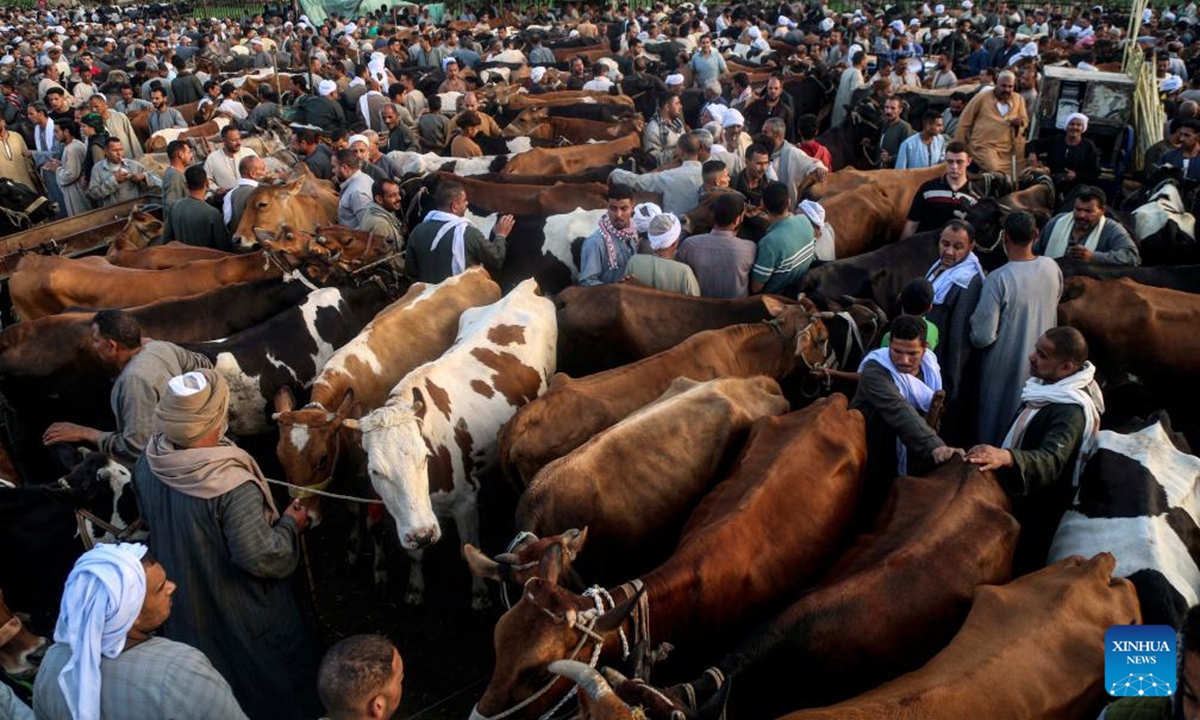 Vendors and buyers trade cattle at a livestock market ahead of the Eid al-Adha in Giza Governorate, Egypt, on June 2, 2025. (Xinhua/Ahmed Gomaa)