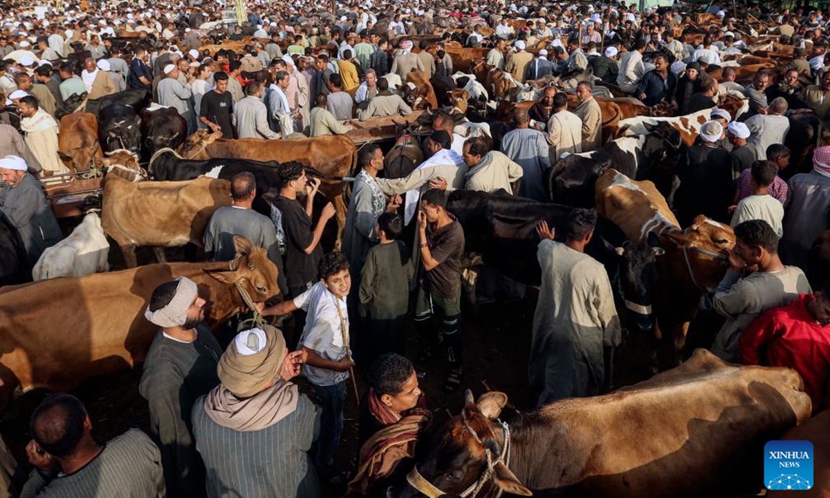 Vendors and buyers trade cattle at a livestock market ahead of the Eid al-Adha in Giza Governorate, Egypt, on June 2, 2025. (Xinhua/Ahmed Gomaa)