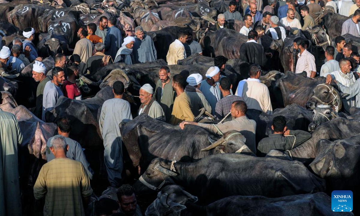 Vendors and buyers trade cattle at a livestock market ahead of the Eid al-Adha in Giza Governorate, Egypt, on June 2, 2025. (Xinhua/Ahmed Gomaa)