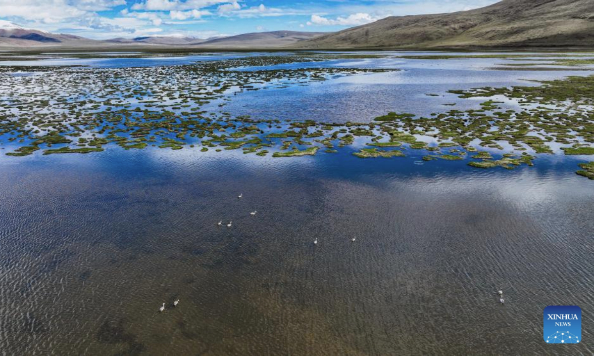 An aerial drone photo taken on June 4, 2025 shows a view of Qinghai Longbao National Nature Reserve, Yushu City of Yushu Tibetan Autonomous Prefecture, northwest China's Qinghai Province.
With lush water and pastures, Qinghai Longbao National Nature Reserve is a key station and breeding ground for migratory birds.
According to monitoring data of May this year, 37 species of birds including bar-headed geese and black necked cranes inhabited here. (Photo by Du Xiaowei/Xinhua)