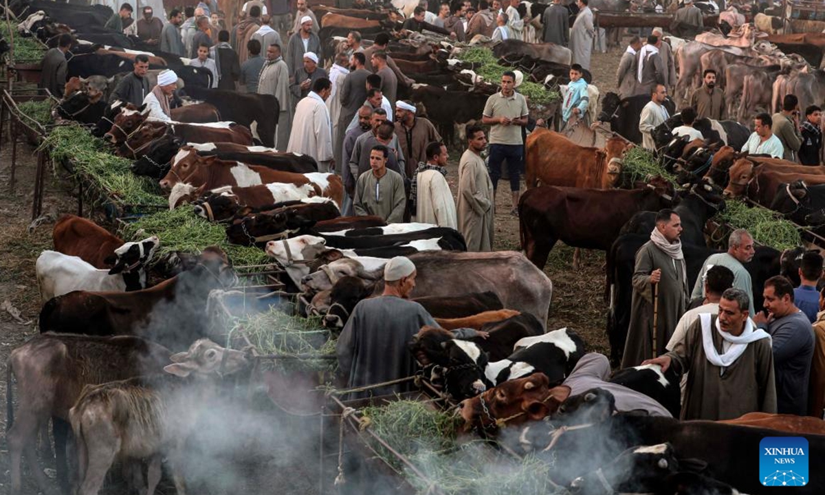 Vendors and buyers trade cattle at a livestock market ahead of the Eid al-Adha in Giza Governorate, Egypt, on June 2, 2025. (Xinhua/Ahmed Gomaa)