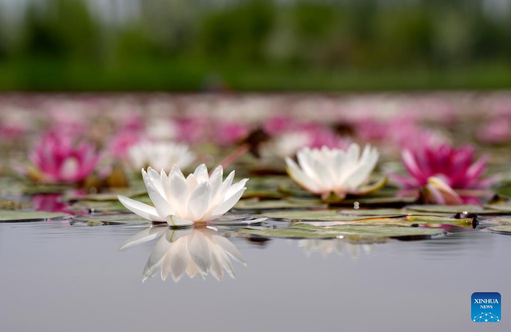 This photo taken on June 1, 2025 shows a view of the water lilies at China Flower Expo Park in Yinchuan, northwest China's Ningxia Hui Autonomous Region. (Xinhua/Wang Peng)