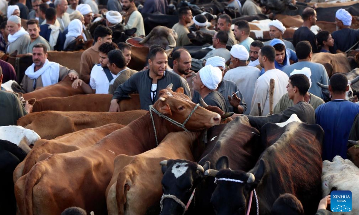 Vendors and buyers trade cattle at a livestock market ahead of the Eid al-Adha in Giza Governorate, Egypt, on June 2, 2025. (Xinhua/Ahmed Gomaa)