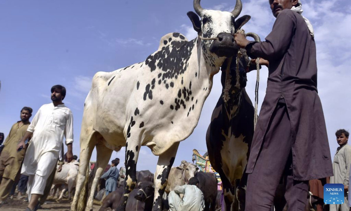A vendor stands with his animals at a livestock market ahead of the Eid al-Adha in northwest Pakistan's Peshawar on June 5, 2025. (Str/Xinhua)