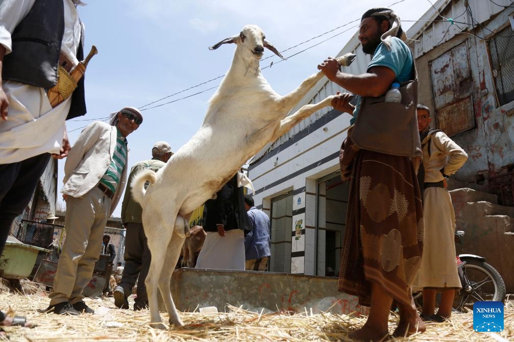 People buy sheep in preparation for the Muslim festival of Eid al-Adha, or the Feast of Sacrifice, at a market in Sanaa, Yemen, on June 2, 2025. (Photo by Mohammed Mohammed/Xinhua)