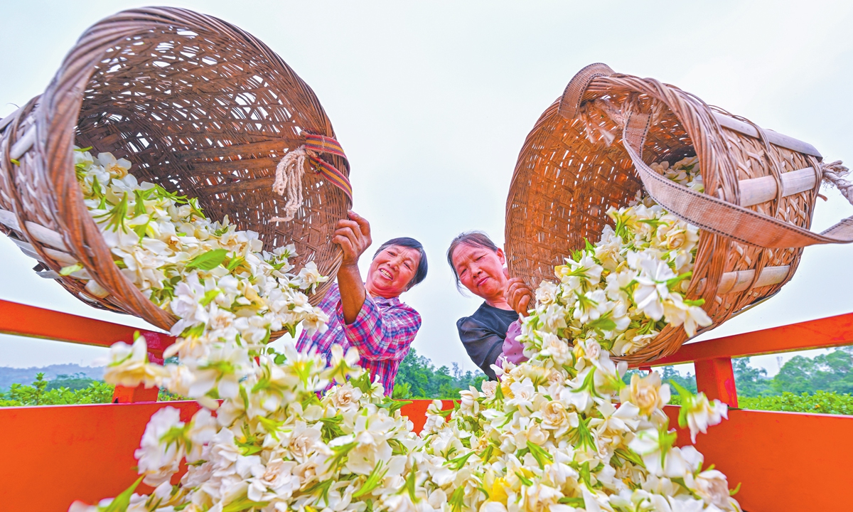 Two farmers prepare harvested gardenia flowers for transport in Tujia community in Meishan, Southwest China's Sichuan Province on June 6, 2025. In recent years, the community has made efforts to adjust its agricultural industry and promote large-scale cultivation of gardenia flowers. This has enhanced efficiency and increased farmers' income. Photo: VCG