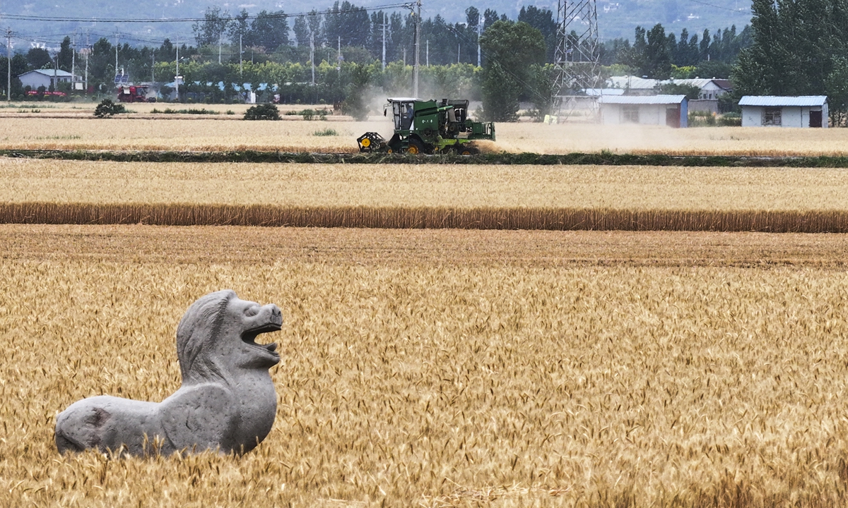 An ancient stone statue on the divine path of Kuang Heng Temple is seen as combine harvesters rumble past in a wheat field in a village at Zaozhuang, East China's Shandong Province on June 6, 2025. Photo: VCG