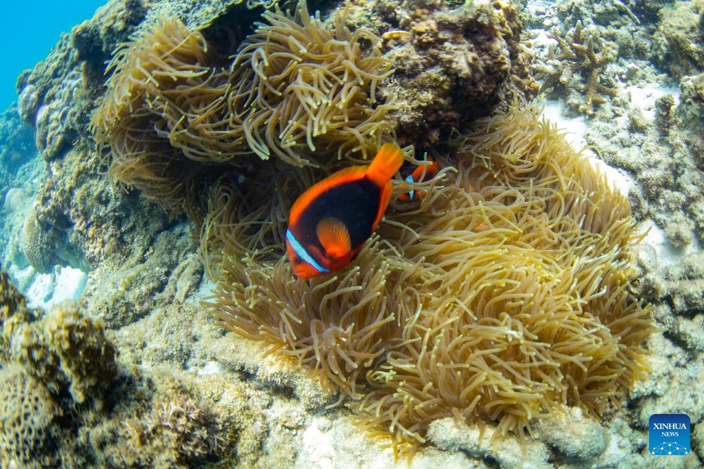This photo taken on May 26, 2025 shows a scene of the marine ranch in the waters off Wuzhizhou Island in Sanya, south China's Hainan Province. Around 2010, the Wuzhizhou Island in Sanya, a city renowned for its tropical climate and one of the most popular tourist destinations in China, began building China's first tropical marine ranch to restore the underwater ecology damaged by typhoons and fishing activities. The waters surrounding the island contain numerous species such as sea cucumbers, sea urchins, and tropical fish. (Photo: Xinhua)
