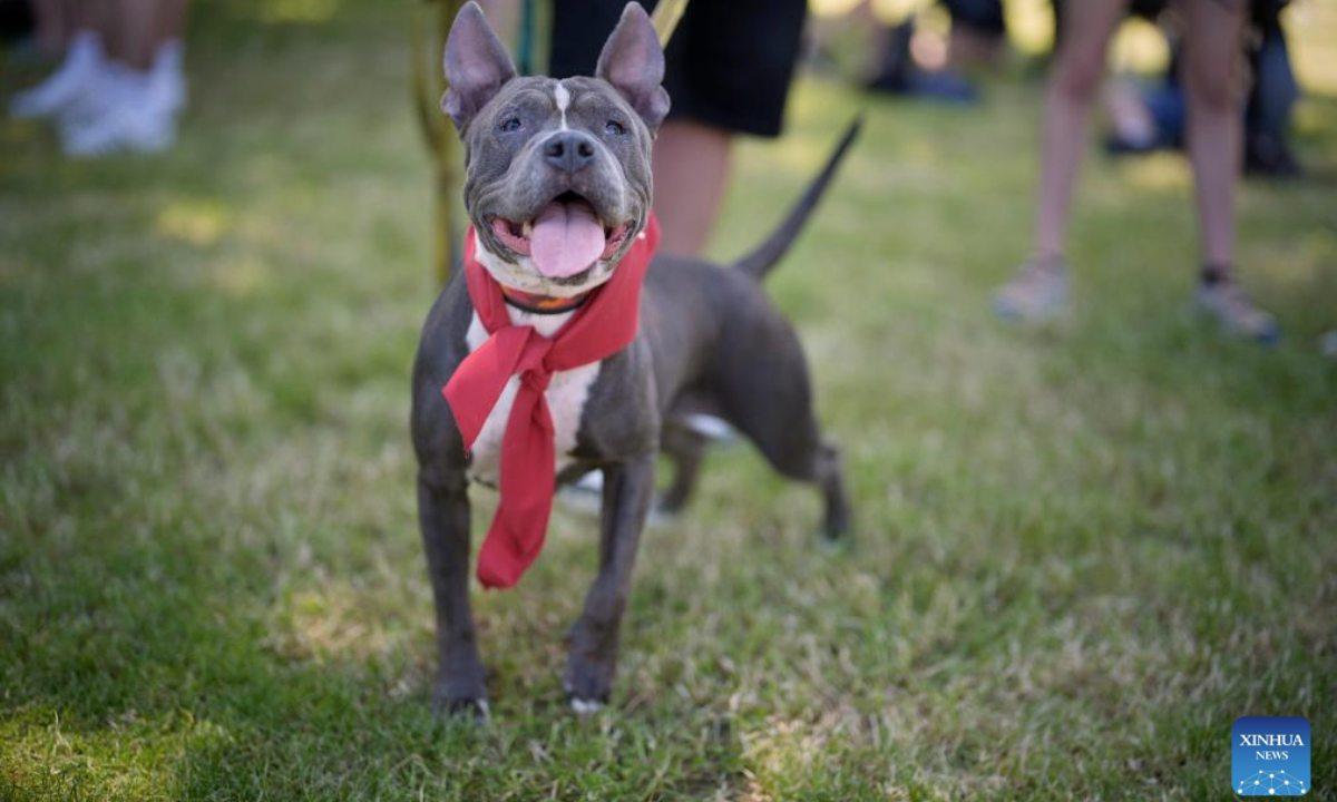 A dog is seen at the Warsaw Pets Day held in Warsaw, Poland on June 15, 2025. (Photo by Jaap Arriens/Xinhua)