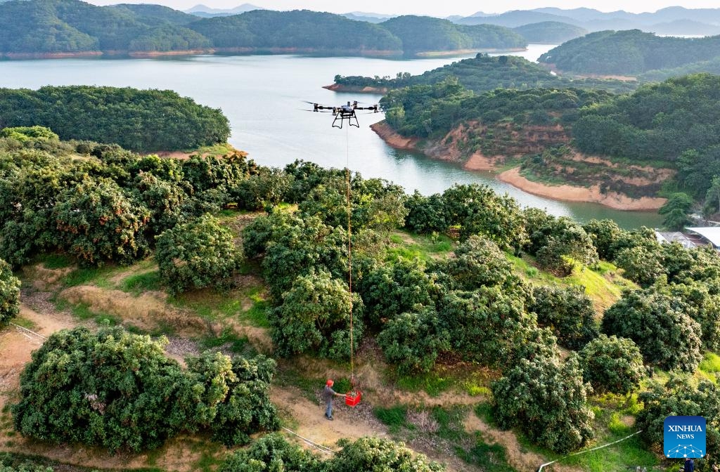 A drone photo shows a staff member loading a basket of lychees onto a drone at an orchard in Gaozhou of Maoming City, south China's Guangdong Province, June 5, 2025. Amidst the busy harvest of fresh lychees in Maoming, dubbed the hometown of lychees, drone technology has been adopted in transport and delivery to overcome logistical hurdles and guarantee the fruit quality. (Photo: Xinhua)