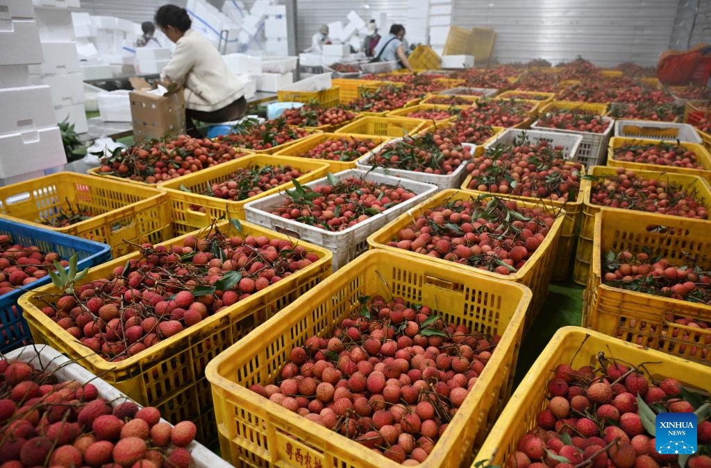 Lychees to be delivered are seen at a fruit and vegetable cooperative in Gaozhou of Maoming City, south China's Guangdong Province, June 6, 2025. Nestled in the lush landscapes of southwestern Guangdong Province, Gaozhou of Maoming City is known as a hometown of lychees in China. Maoming is China's largest lychee production base with a planting area of approximately 1.42 million mu (about 94,667 hectares) and an annual output that accounted for roughly 20 percent of the country's total in 2024. Beyond supplying domestic markets, Maoming lychee is exported worldwide, reaching countries including Russia, Australia, Thailand and Japan. (Photo: Xinhua)