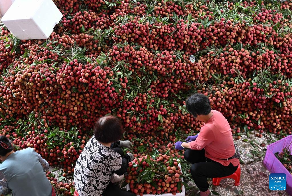 Farmers select lychees in Yalong Village, Gaozhou of Maoming City, south China's Guangdong Province, June 5, 2025. Nestled in the lush landscapes of southwestern Guangdong Province, Gaozhou of Maoming City is known as a hometown of lychees in China.  (Photo: Xinhua)