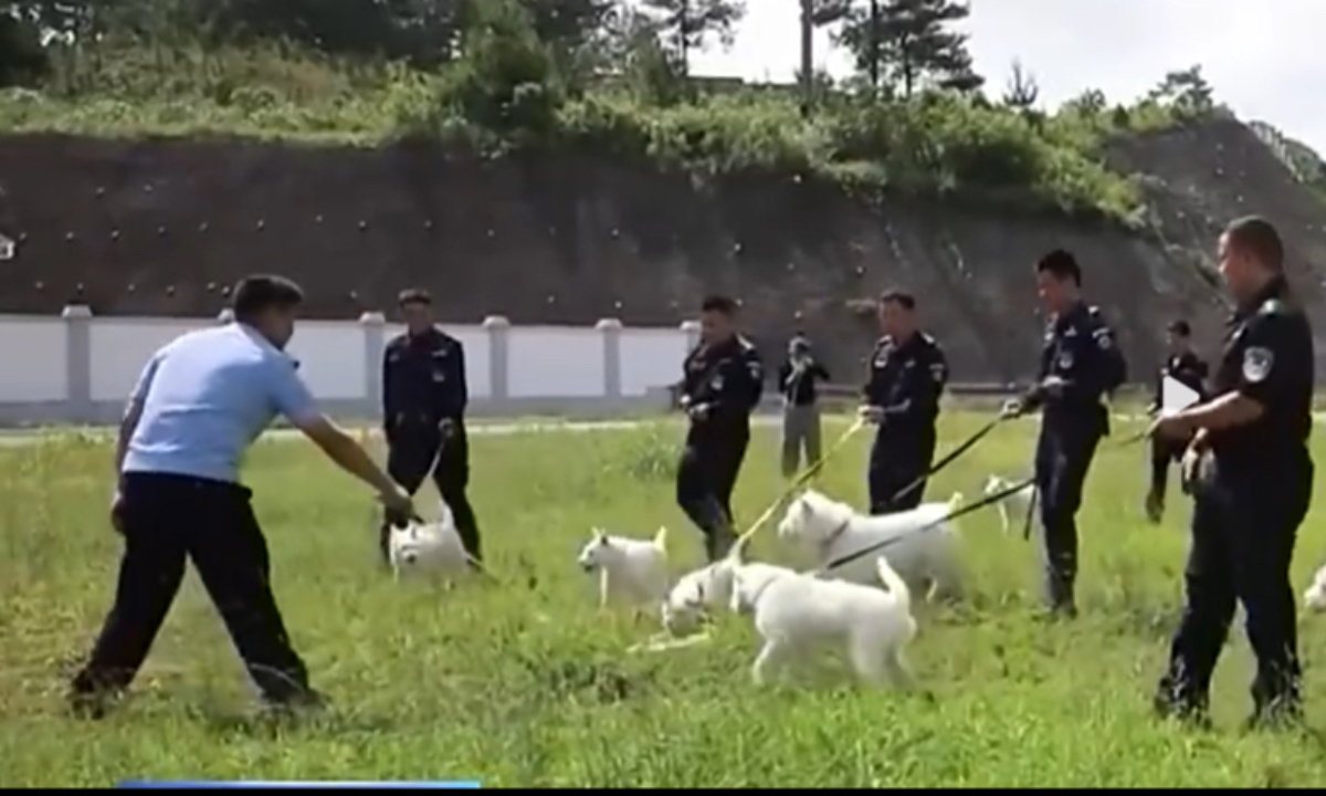 Xiasi dogs undergo training under the guidance of police canine trainers. Photo: Screenshot from CCTV News