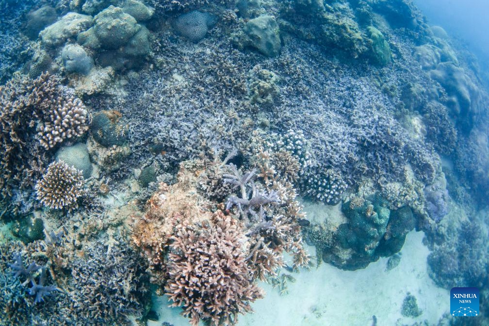 This photo taken on May 27, 2025 shows a scene of the marine ranch in the waters off Wuzhizhou Island in Sanya, south China's Hainan Province. Around 2010, the Wuzhizhou Island in Sanya, a city renowned for its tropical climate and one of the most popular tourist destinations in China, began building China's first tropical marine ranch to restore the underwater ecology damaged by typhoons and fishing activities. The waters surrounding the island contain numerous species such as sea cucumbers, sea urchins, and tropical fish. (Photo: Xinhua)