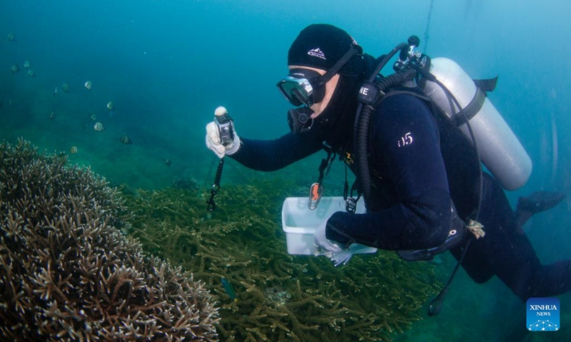 A staff member takes photos of planted corals at the marine ranch of Wuzhizhou Island in Sanya, south China's Hainan Province, May 27, 2025. Around 2010, the Wuzhizhou Island in Sanya, a city renowned for its tropical climate and one of the most popular tourist destinations in China, began building China's first tropical marine ranch to restore the underwater ecology damaged by typhoons and fishing activities. The waters surrounding the island contain numerous species such as sea cucumbers, sea urchins, and tropical fish. (Photo: Xinhua)
