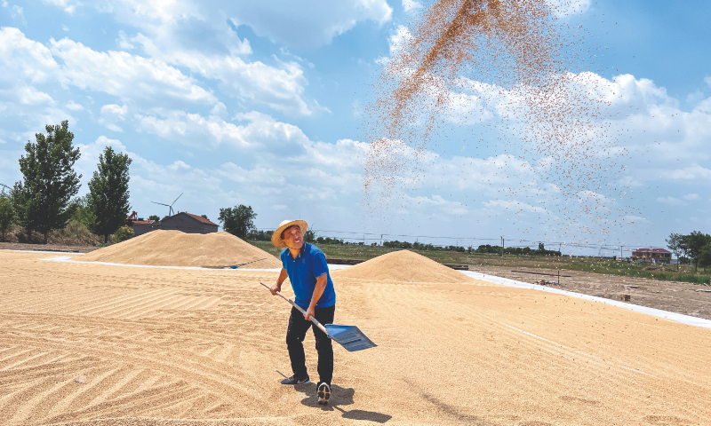 A farmer scatters wheat on a threshing ground in Cangzhou, North China's Hebei Province. Photo: Courtesy of China Rural Revitalization magazine