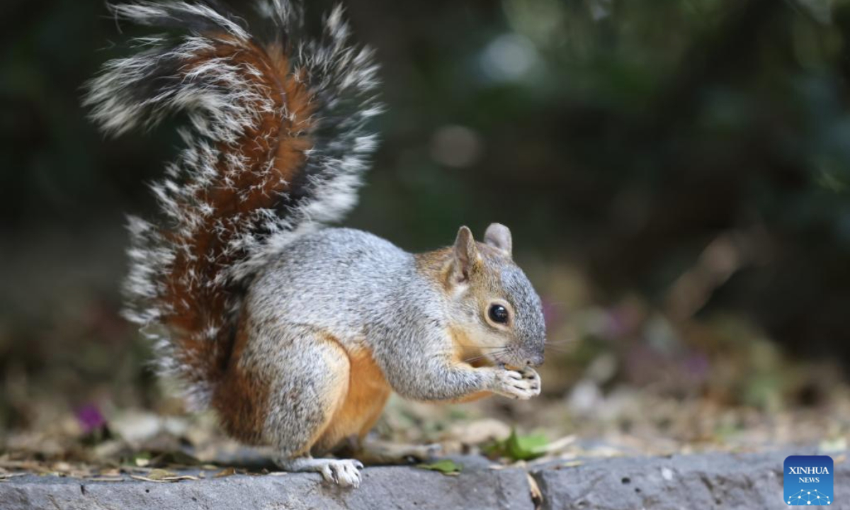 This photo taken on June 10, 2025 shows a squirrel in Chapultepec Zoo, Mexico City, capital of Mexico. Chapultepec Zoo, located in the heart of Mexico City, is one of the most popular zoos in Latin America and is open to the public free of charge. (Xinhua/Li Mengxin)