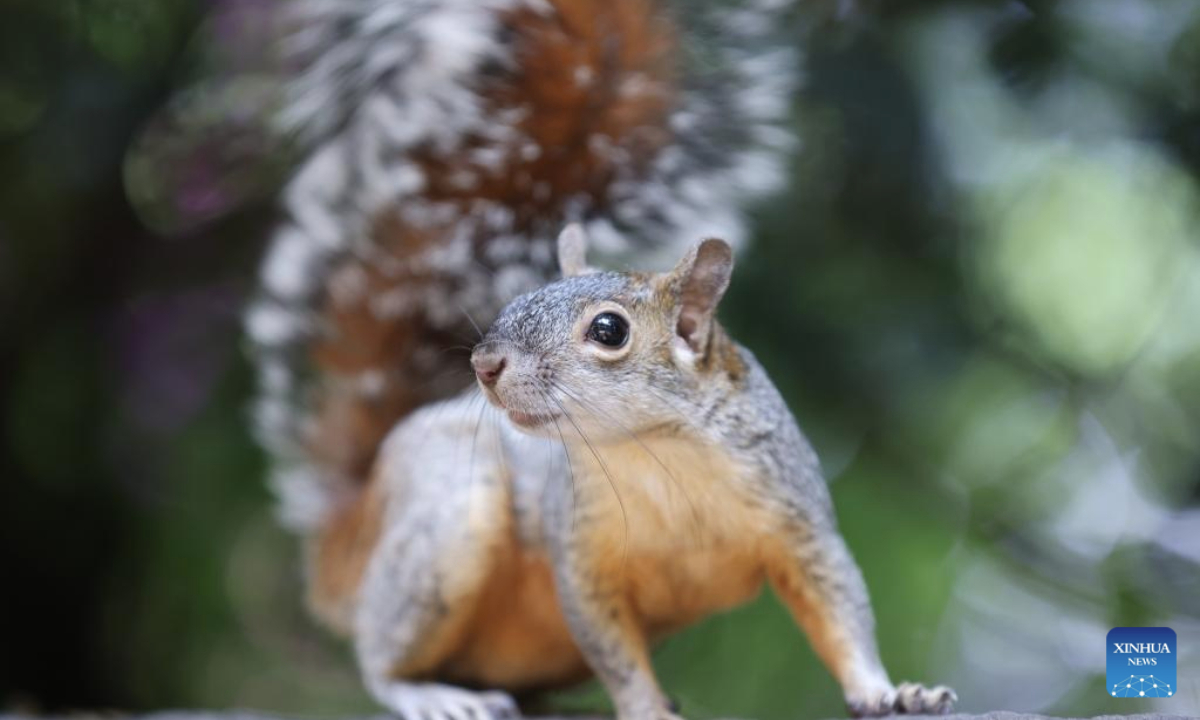 This photo taken on June 10, 2025 shows a squirrel in Chapultepec Zoo, Mexico City, capital of Mexico. Chapultepec Zoo, located in the heart of Mexico City, is one of the most popular zoos in Latin America and is open to the public free of charge. (Xinhua/Li Mengxin)