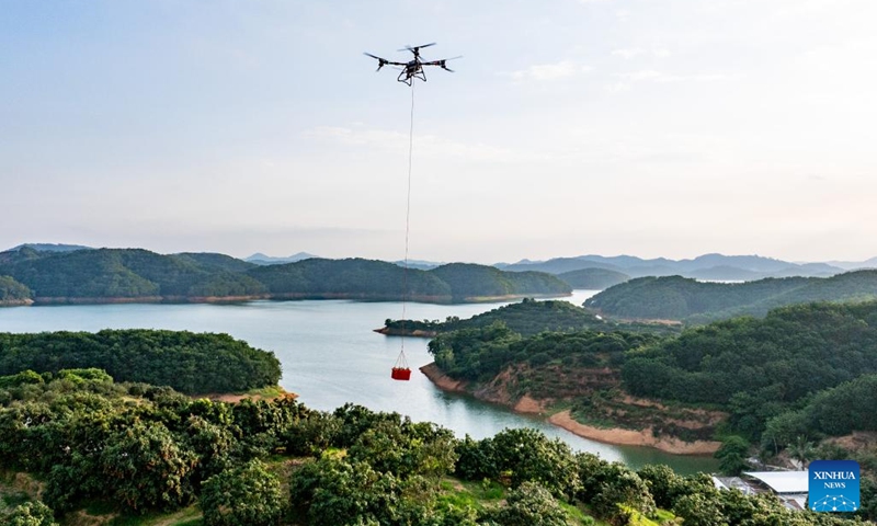 A drone photo shows a drone delivering a basket of lychees at an orchard in Gaozhou of Maoming City, south China's Guangdong Province, June 5, 2025. Amidst the busy harvest of fresh lychees in Maoming, dubbed the hometown of lychees, drone technology has been adopted in transport and delivery to overcome logistical hurdles and guarantee the fruit quality. (Photo: Xinhua)