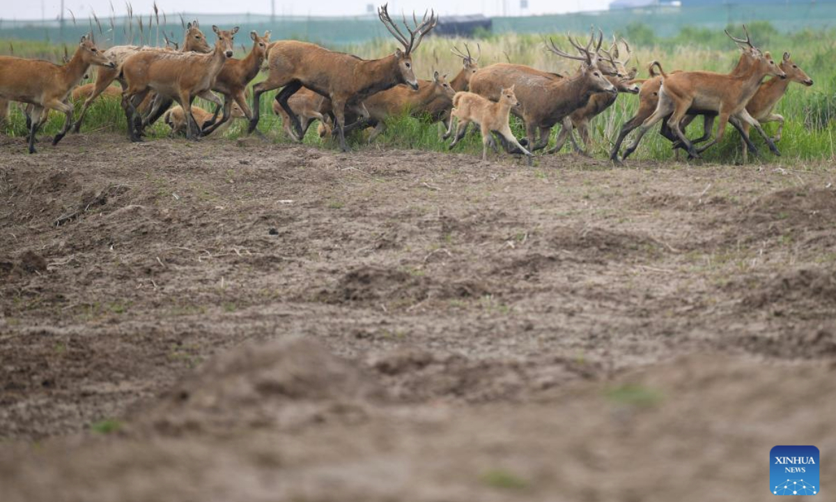 This photo taken on June 7, 2025 shows milu deer in Tiaozini wetland in Dongtai of Yancheng City, east China's Jiangsu Province. Yancheng City of east China's Jiangsu Province is home to the world's largest milu deer reserve, the largest wild milu deer population in the world, and the world's largest milu deer gene pool.
By the end of 2024, the milu deer population in the Yancheng reserve area had reached over 8,200, accounting for nearly 70 percent of the global milu deer population. (Xinhua/Hao Yuan)