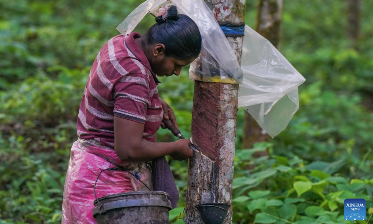 A laborer cuts a rubber tree to collect rubber latex at a rubber plantation in Eheliyagoda, Sri Lanka, June 9, 2025. (Photo by Thilina Kaluthotage/Xinhua)
