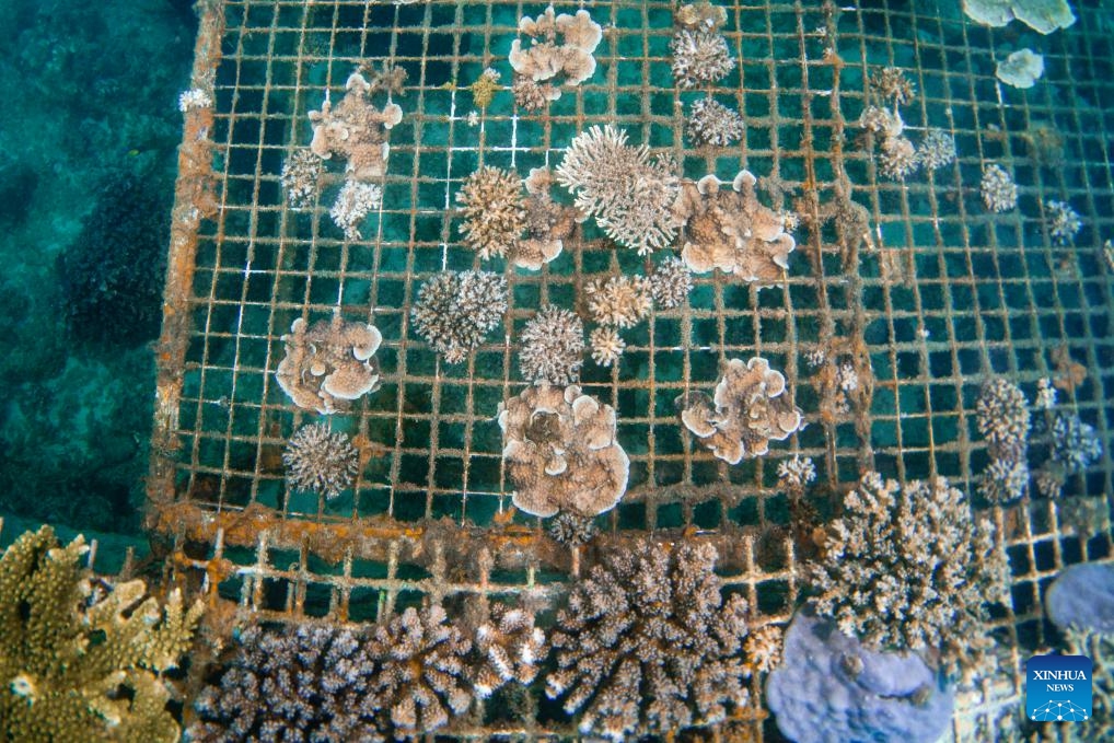 This photo taken on May 27, 2025 shows a scene of the marine ranch in the waters off Wuzhizhou Island in Sanya, south China's Hainan Province. Around 2010, the Wuzhizhou Island in Sanya, a city renowned for its tropical climate and one of the most popular tourist destinations in China, began building China's first tropical marine ranch to restore the underwater ecology damaged by typhoons and fishing activities. The waters surrounding the island contain numerous species such as sea cucumbers, sea urchins, and tropical fish. (Photo: Xinhua)