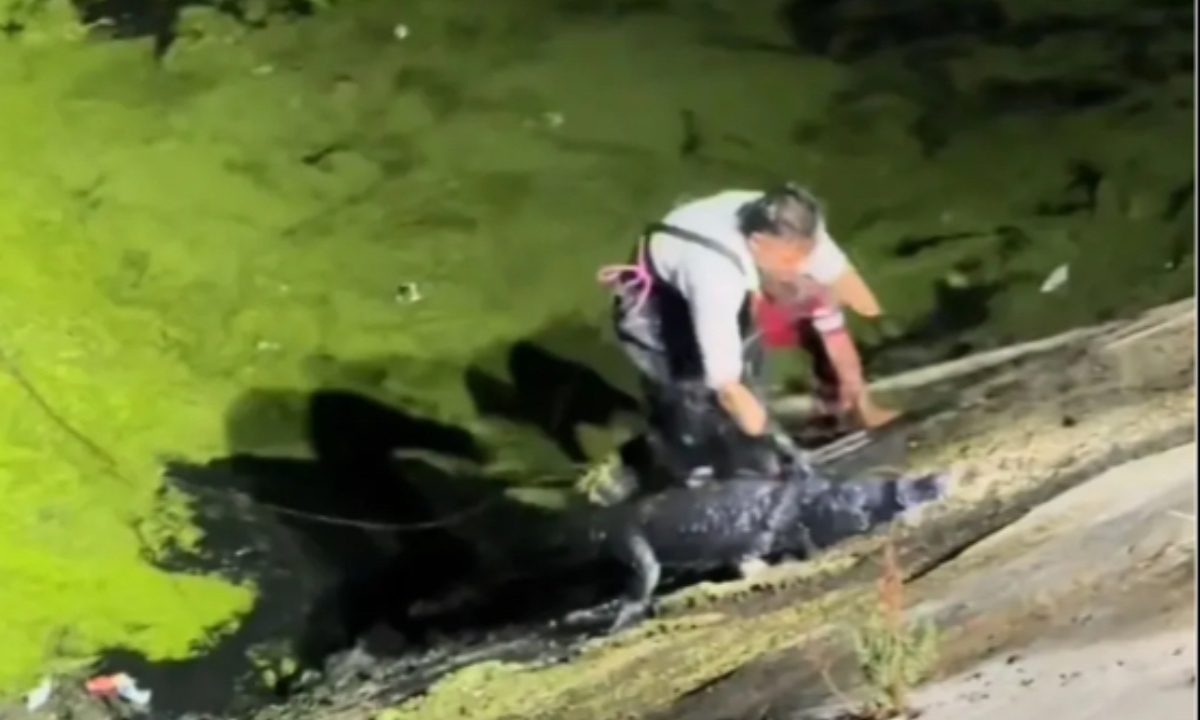 A rescuer captures the crocodile. Photo: Screenshot from media report