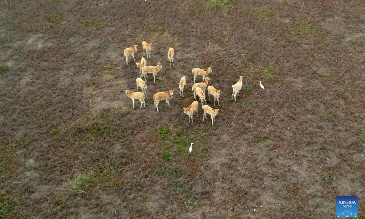 An aerial drone photo taken on June 7, 2025 shows milu deer in Tiaozini wetland in Dongtai of Yancheng City, east China's Jiangsu Province. Yancheng City of east China's Jiangsu Province is home to the world's largest milu deer reserve, the largest wild milu deer population in the world, and the world's largest milu deer gene pool.
By the end of 2024, the milu deer population in the Yancheng reserve area had reached over 8,200, accounting for nearly 70 percent of the global milu deer population. (Xinhua/Zhang Chenlin)