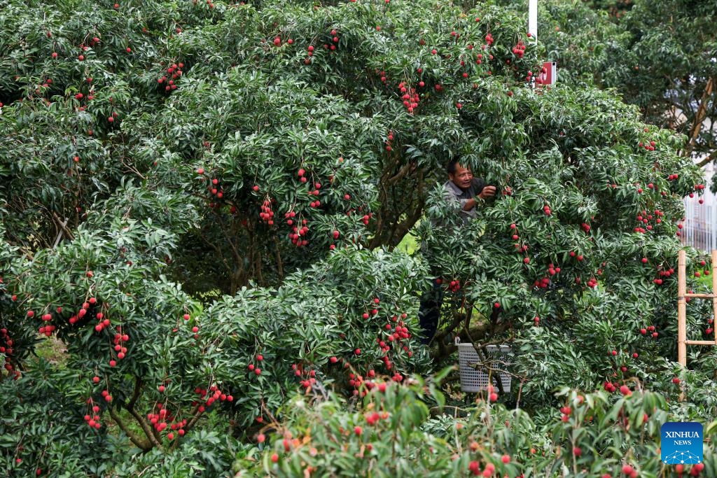 A farmer picks lychees at an ecological garden in Gaozhou of Maoming City, south China's Guangdong Province, June 4, 2025. Nestled in the lush landscapes of southwestern Guangdong Province, Gaozhou of Maoming City is known as a hometown of lychees in China. (Photo: Xinhua)