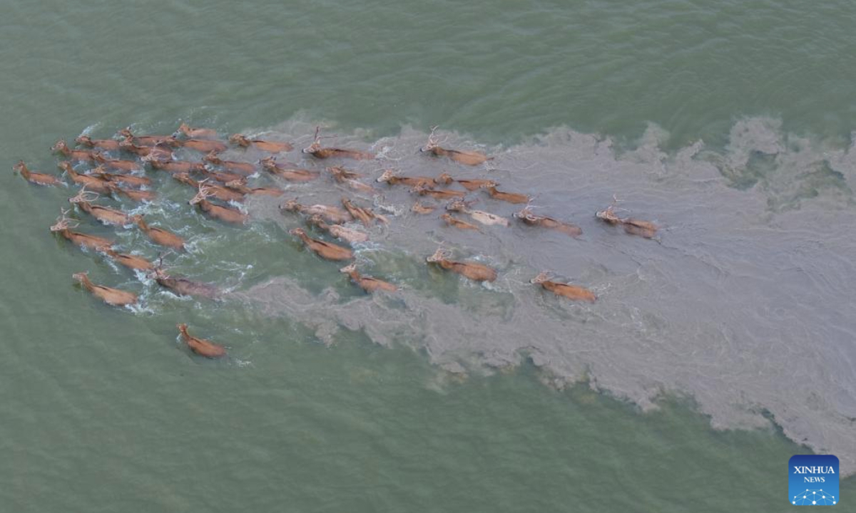 An aerial drone photo taken on June 7, 2025 shows milu deer in Tiaozini wetland in Dongtai of Yancheng City, east China's Jiangsu Province. Yancheng City of east China's Jiangsu Province is home to the world's largest milu deer reserve, the largest wild milu deer population in the world, and the world's largest milu deer gene pool.
By the end of 2024, the milu deer population in the Yancheng reserve area had reached over 8,200, accounting for nearly 70 percent of the global milu deer population. (Xinhua/Chen Cheng)