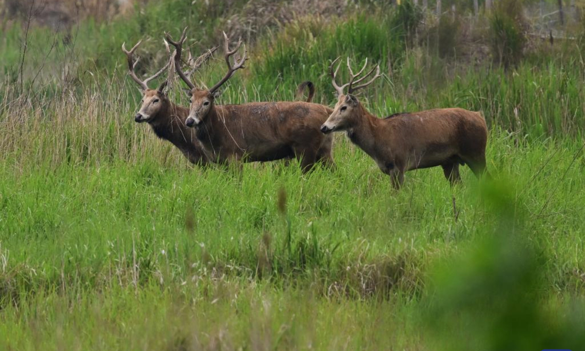 This photo taken on June 7, 2025 shows milu deer in Tiaozini wetland in Dongtai of Yancheng City, east China's Jiangsu Province. Yancheng City of east China's Jiangsu Province is home to the world's largest milu deer reserve, the largest wild milu deer population in the world, and the world's largest milu deer gene pool.
By the end of 2024, the milu deer population in the Yancheng reserve area had reached over 8,200, accounting for nearly 70 percent of the global milu deer population. (Xinhua/Zhang Long)