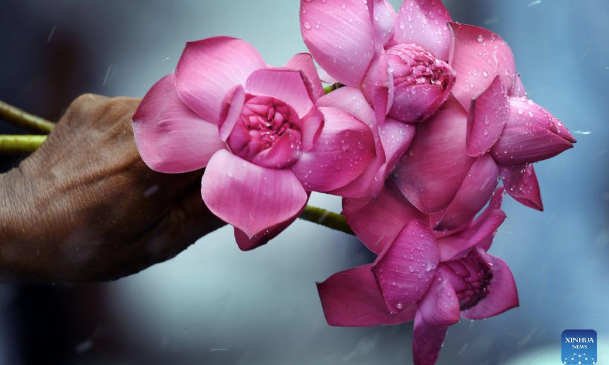 This photo taken on June 10, 2025, Poson Poya Day, shows a lotus in the hand of a Buddhist in Kelaniya, Sri Lanka.
Poson Poya Day marks the arrival of Buddhism in Sri Lanka. (Photo by Ajith Perera/Xinhua)