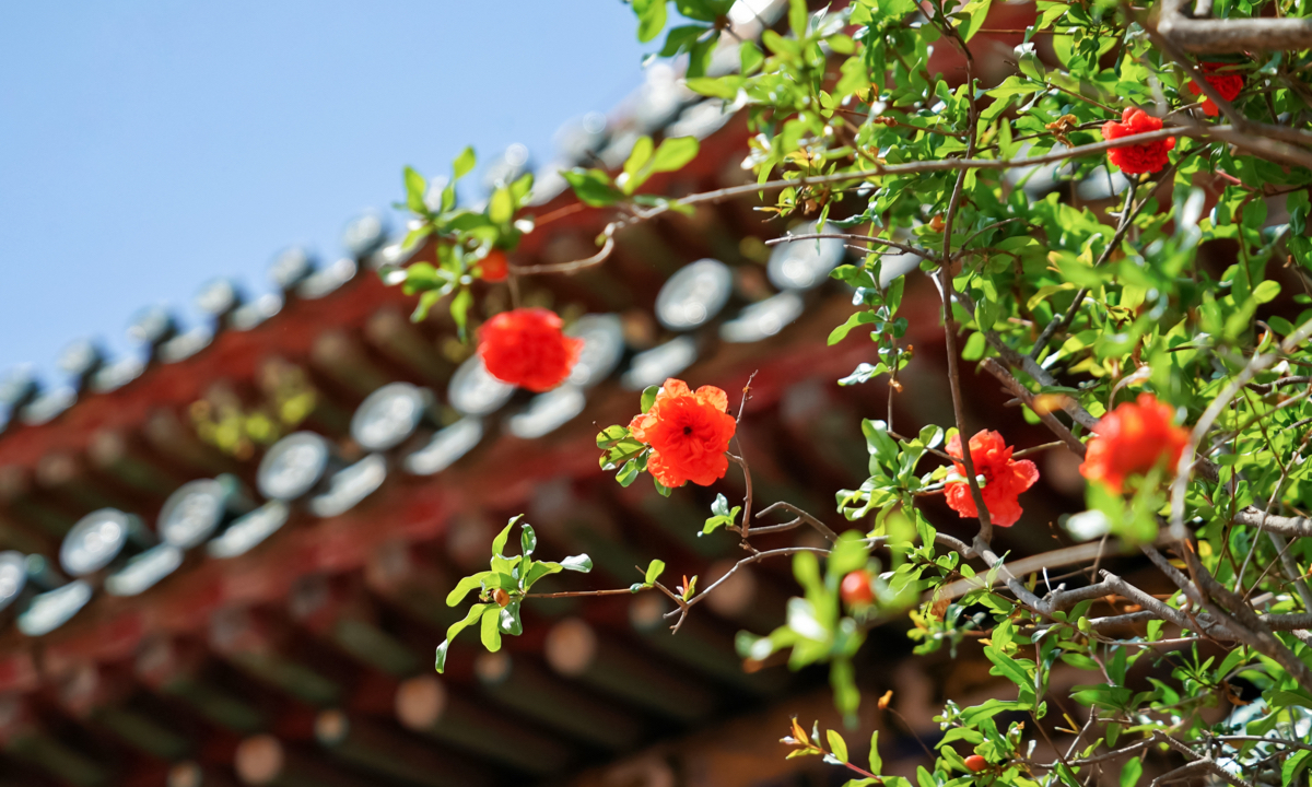 The pomegranate flowers in Shenyang Palace Museum in Shenyang, Northeast China’s Liaoning Province, are in full bloom on June 12, 2025 . Photo: VCG