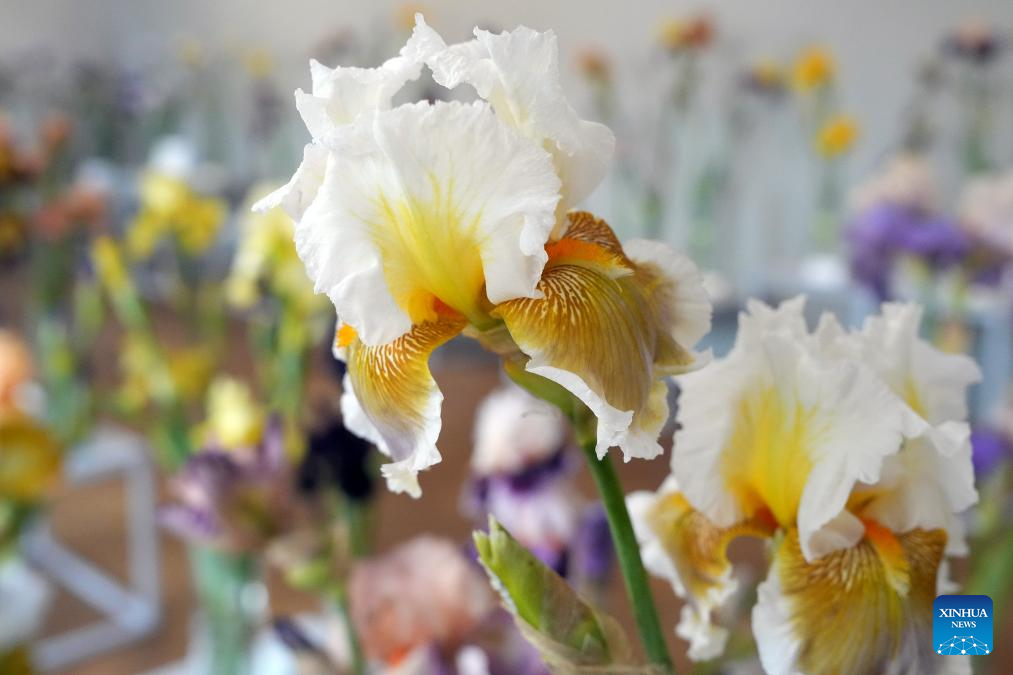 This photo taken on June 11, 2025 shows Irises displayed during the exhibition Irises 2025 at Latvian Museum of Natural History in Riga, Latvia. The annual exhibition kicked off on Wednesday, and will run until Friday. Around 100 varieties of iris are exhibited, marking the 30th anniversary of iris exhibitions at the museum. (Photo by Edijs Palens/Xinhua)