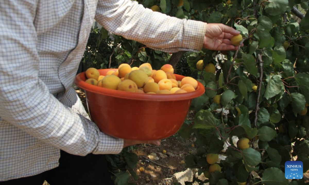 A farmer harvests apricots in Baalbek, Lebanon, on June 17, 2025. (Photo by Taher Abu Hamdan/Xinhua)