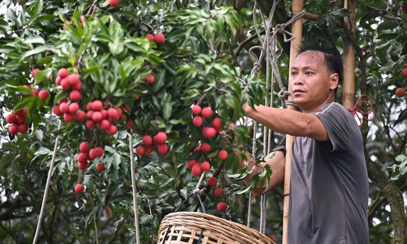 A farmer picks lychees at a lychee garden in Baiqiao Village, Gaozhou of Maoming City, south China's Guangdong Province, June 5, 2025. Nestled in the lush landscapes of southwestern Guangdong Province, Gaozhou of Maoming City is known as a hometown of lychees in China. Maoming is China's largest lychee production base with a planting area of approximately 1.42 million mu (about 94,667 hectares) and an annual output that accounted for roughly 20 percent of the country's total in 2024. (Photo: Xinhua)