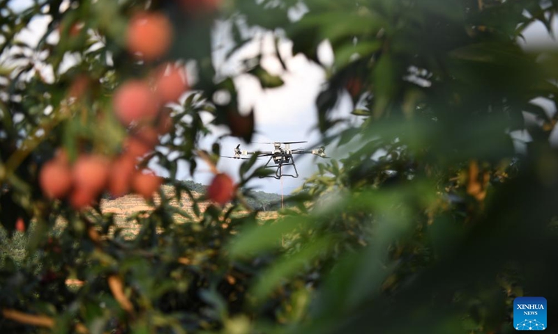 A drone delivers a basket of lychees at an orchard in Gaozhou of Maoming City, south China's Guangdong Province, June 5, 2025. Amidst the busy harvest of fresh lychees in Maoming, dubbed the hometown of lychees, drone technology has been adopted in transport and delivery to overcome logistical hurdles and guarantee the fruit quality. (Photo: Xinhua)