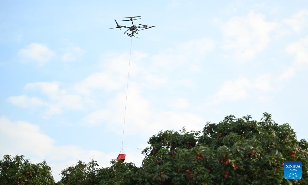 A drone delivers a basket of lychees at an orchard in Gaozhou of Maoming City, south China's Guangdong Province, June 5, 2025. Amidst the busy harvest of fresh lychees in Maoming, dubbed the hometown of lychees, drone technology has been adopted in transport and delivery to overcome logistical hurdles and guarantee the fruit quality. (Photo: Xinhua)
