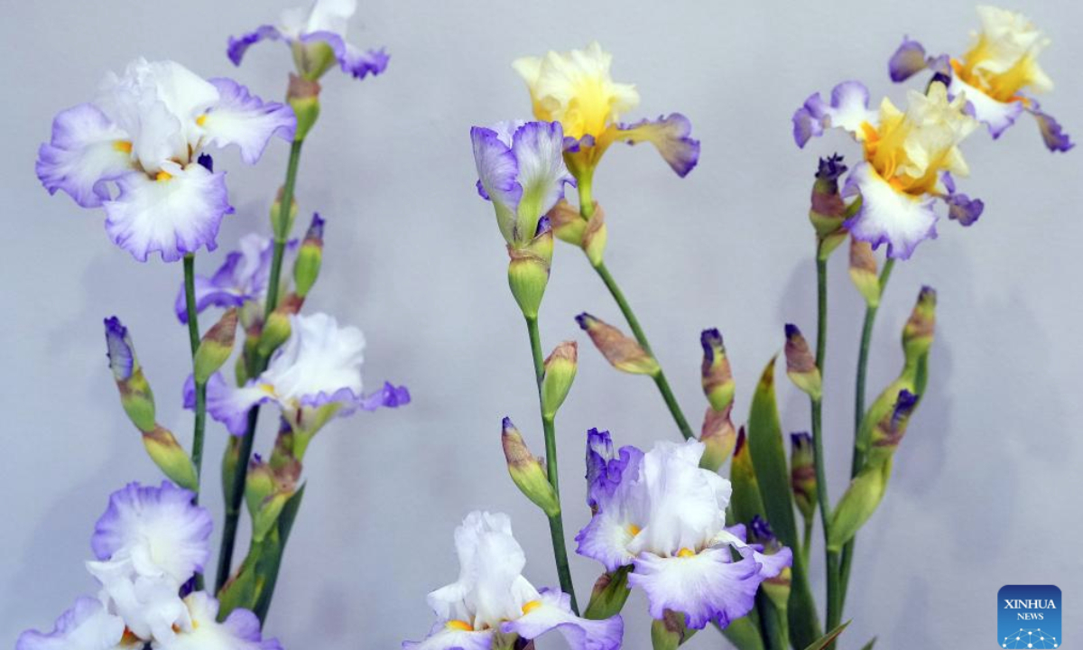 This photo taken on June 11, 2025 shows Irises displayed during the exhibition Irises 2025 at Latvian Museum of Natural History in Riga, Latvia. The annual exhibition kicked off on Wednesday, and will run until Friday. Around 100 varieties of iris are exhibited, marking the 30th anniversary of iris exhibitions at the museum. (Photo by Edijs Palens/Xinhua)