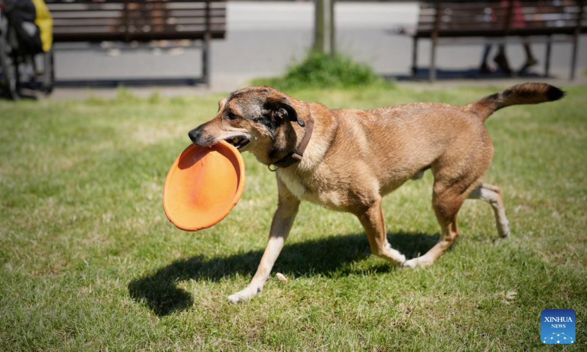 A dog plays with a frisbee during the Warsaw Pets Day held in Warsaw, Poland on June 15, 2025. (Photo by Jaap Arriens/Xinhua)