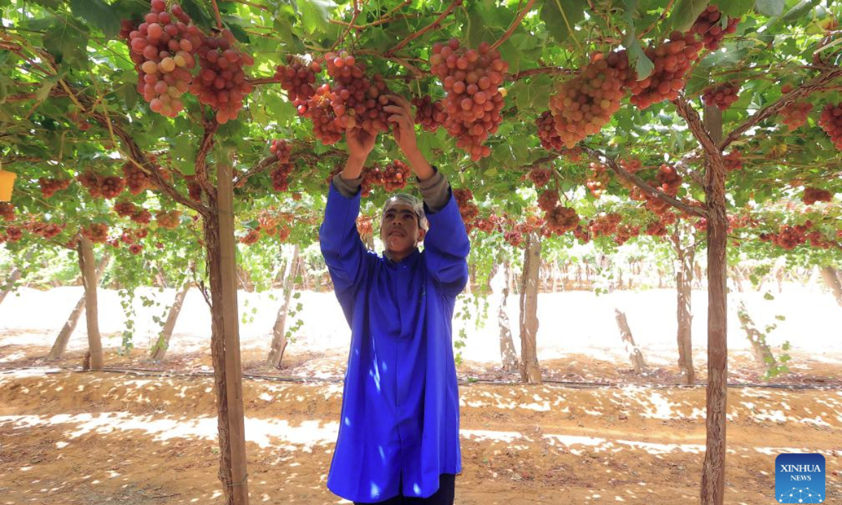 A farmer harvests grapes at a farm during the harvest season in Menoufia Governorate, Egypt, on June 17, 2025. (Xinhua/Ahmed Gomaa)