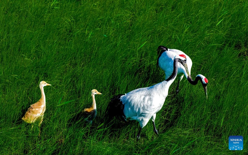 This drone photo taken on June 7, 2025 shows two red-crowned crane chicks following their parents in search of food at the Naoli River National Natural Reserve, northeast China's Heilongjiang Province. Located in the heartland of northeast China's Sanjiang Plain, the Naoli River National Natural Reserve is a major habitat for migratory birds in Northeast Asia. (Photo: Xinhua)