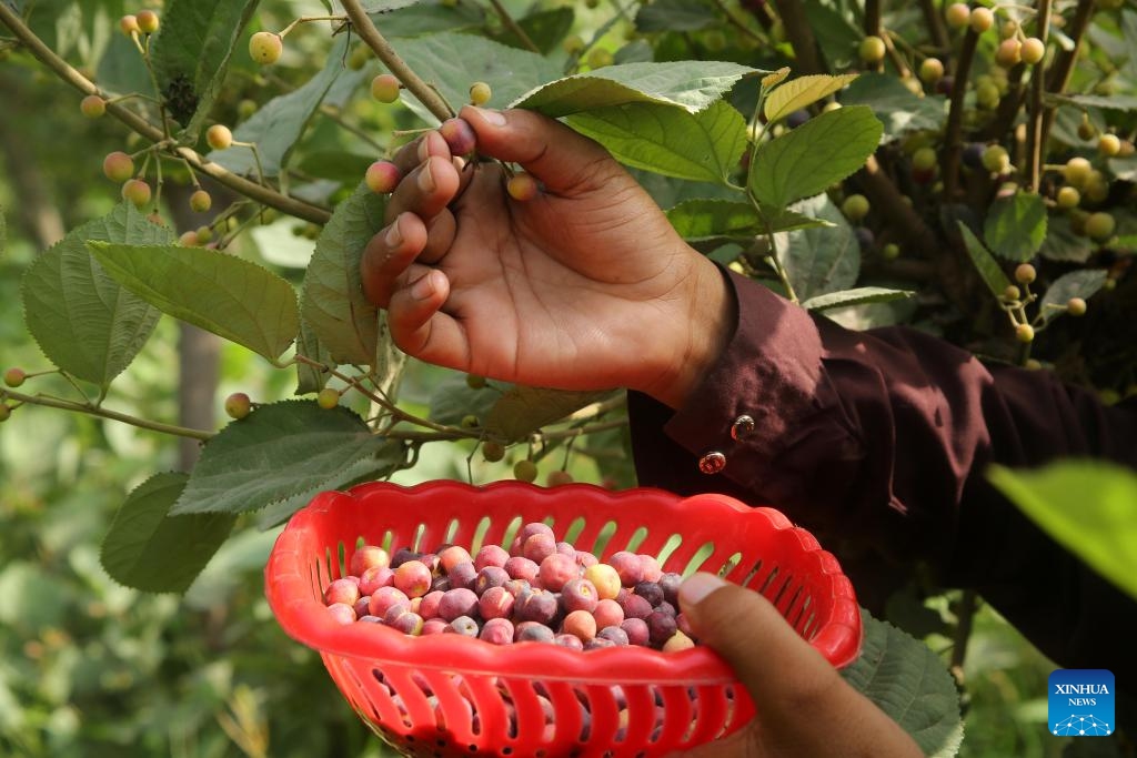 A farmer harvests phalsa (Grewia asiatica) in Multan in eastern Pakistan's Punjab province on June 8, 2025. (Photo: Xinhua)