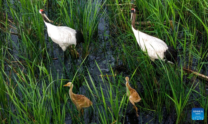 This drone photo taken on June 7, 2025 shows two red-crowned crane chicks following their parents in search of food at the Naoli River National Natural Reserve, northeast China's Heilongjiang Province. Located in the heartland of northeast China's Sanjiang Plain, the Naoli River National Natural Reserve is a major habitat for migratory birds in Northeast Asia. (Photo: Xinhua)