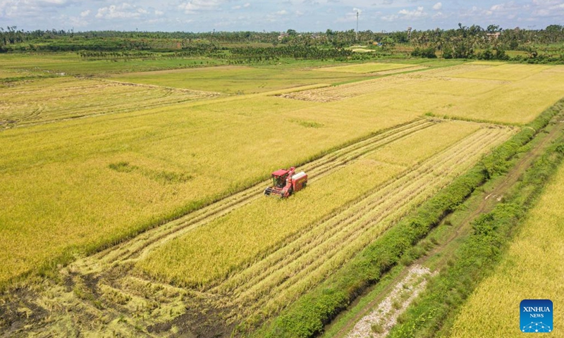 An aerial drone photo taken on June 7, 2025 shows a harvester reaping rice in a field in Moqiao Village of Qiongshan District of Haikou City, south China's Hainan Province. The rice harvest season has arrived in Moqiao, where farmers are seizing the good weather to accelerate harvesting. In recent years, the local development of the rice industry has not only revitalized previously abandoned farmland but also fostered a representative agricultural product brand, increasing farmers' incomes and promoting rural revitalization. (Photo: Xinhua)