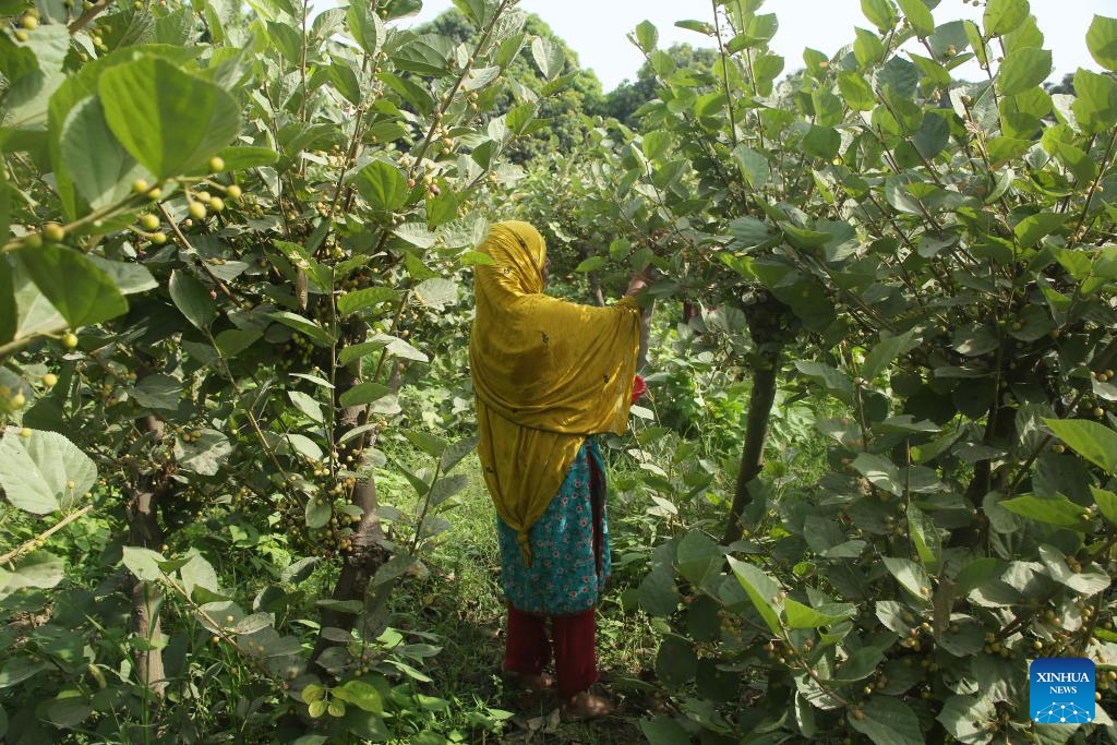 A farmer harvests phalsa (Grewia asiatica) fruits in Multan in eastern Pakistan's Punjab province on June 8, 2025. (Photo: Xinhua)
