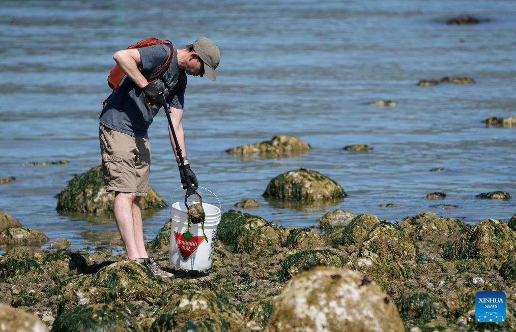 A volunteer picks up trash during a shore cleanup event on World Oceans Day at Stanley Park in Vancouver, British Columbia, Canada, June 8, 2025. Sunday marked the World Oceans Day. People in Cotonou, Benin, participated in a beach clean-up activity to contribute to the protection of the marine environment. (Photo: Xinhua)